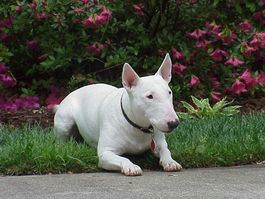 bullterrier