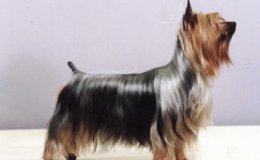 Ausztrál selyemszőrű terrier (Australian Silky Terrier)