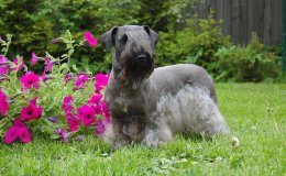 Cseh terrier (Ceský Teriér)