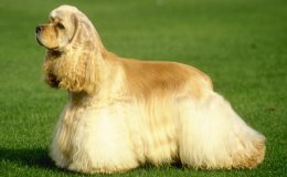 Amerikai cocker spániel (American Cocker Spaniel)