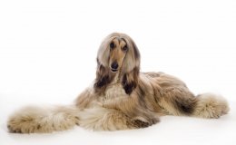 Afgán agár (Afghan Hound)