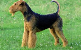 Airedale terrier