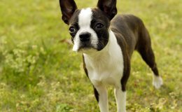 Boston terrier 