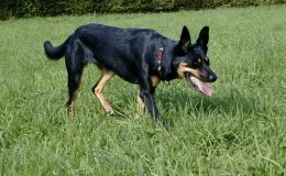 Ausztrál Kelpie (Australian Kelpie)