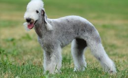 Bedlington terrier