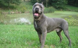 Cane corso (Cane Corso Italiano)