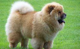 Csau csau (Chow Chow)