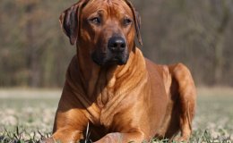 Afrikai oroszlánkutya (Rhodesian Ridgeback)