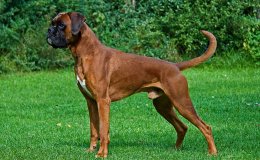 Boxer (Deutscher Boxer)