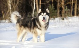 Alaszkai malamut (Alaskan Malamute)