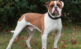 Amerikai bulldog (American bulldog)