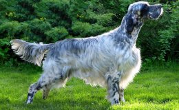 Angol szetter (English Setter)