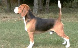 Beagle