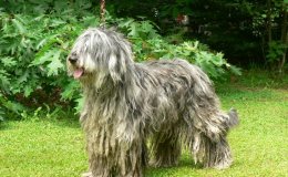 Bergamói juhászkutya (Cane da pastore Bergamasco)