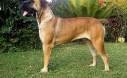 Boerboel