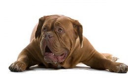 Bordeauxi dog (Dogue de Bordeaux)