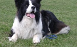 Border collie