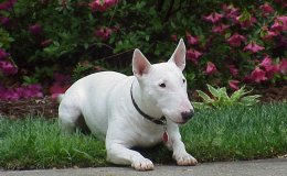 Bullterrier (Bull Terrier)