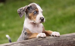 Catahoulai leopárdkutya (Catahoula Cur)