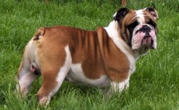 Angol bulldog (Bulldog)