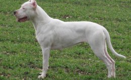 Argentin dog (Dogo Argentino)