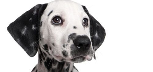 A hét kutyája: dalmata