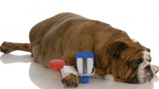 Kutya cukorbetegség és macska cukorbetegség tünetei és kezelése