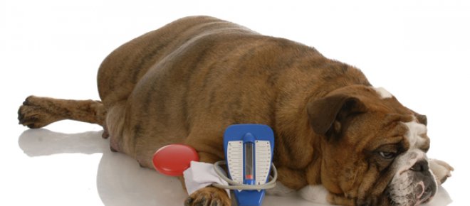 cukorbetegség kutyáknál tünetek